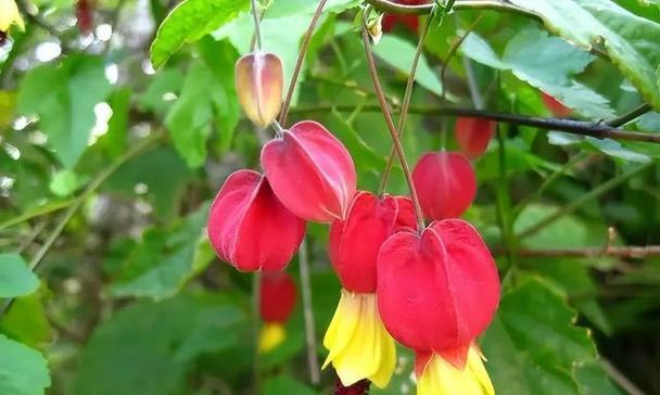 四季代表性花大盘点（春夏秋冬，花常开不断）