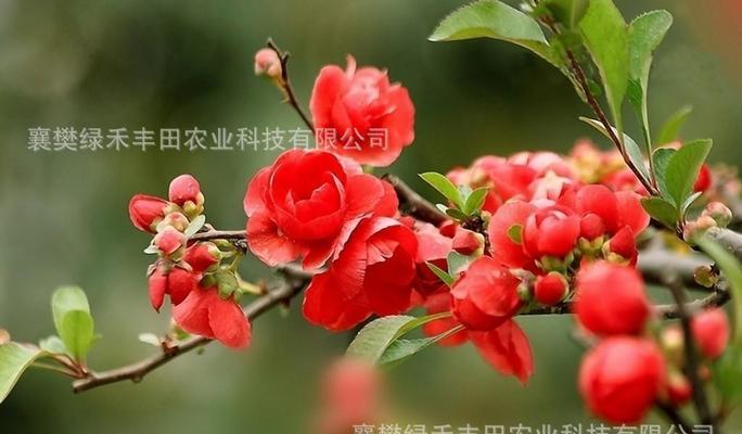 冬红海棠的养殖方法（打造绚丽多彩的花园梦/冬红海棠的种植、养护、繁殖及注意事项）