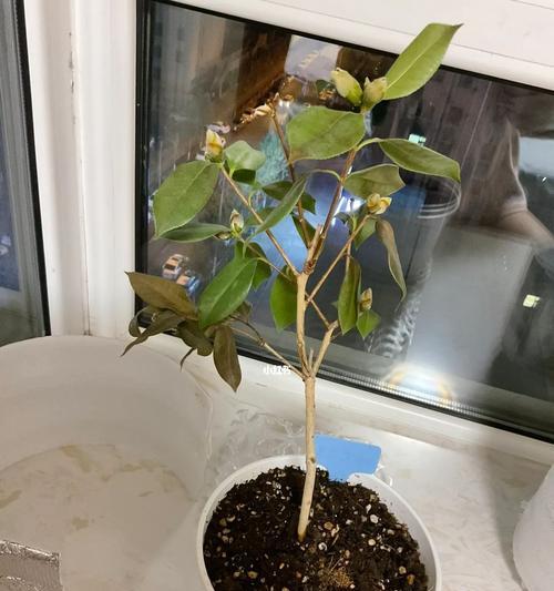 如何制作花卉激素?(制作简单、效果显著的激素,让你的花儿更加茁壮成长!)