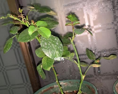 如何制作花卉激素？（制作简单、效果显著的激素，让你的花儿更加茁壮成长！）