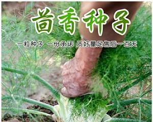 小茴香种植技巧大揭秘（了解小茴香的生长周期与播种时间）