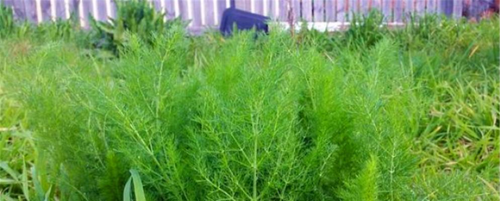 小茴香种植技巧大揭秘（了解小茴香的生长周期与播种时间）