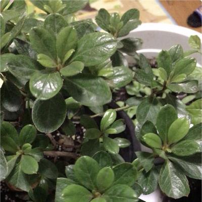 如何挽救干枯的杜鹃花叶子？（教你几招，让杜鹃恢复生机）