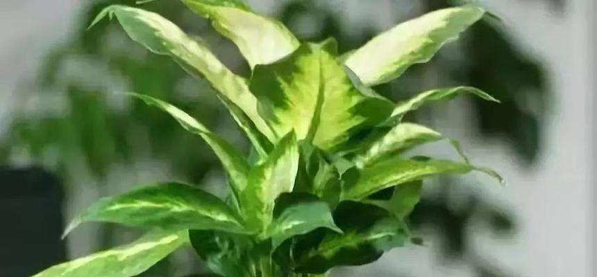 让家更美——家庭养花的(选择易养、美观的植物,让家更有生气)