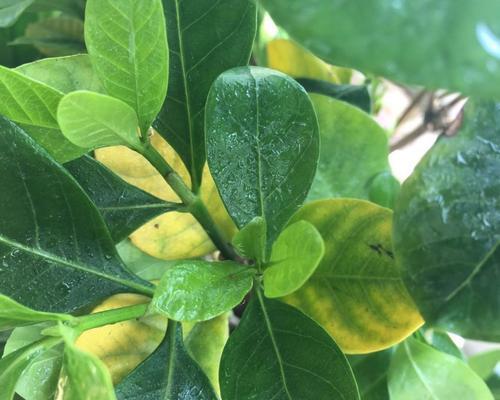 藻铃玉黄叶的原因分析（探究藻铃玉黄叶的成因与治理措施）