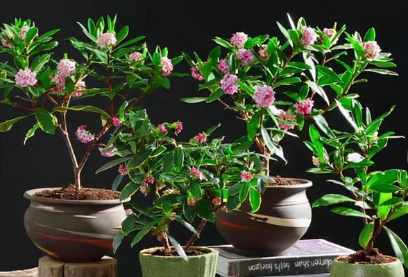 四五月适合种植的花卉（让你的庭院充满春天的色彩）