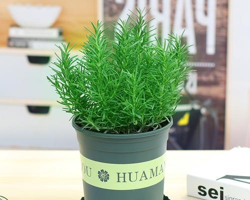 8种净化空气的植物，让室内空气清新健康（打造绿色环保的家居环境，宝宝妈咪舒适生活必备）