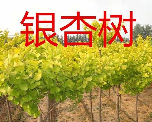银杏树苗的种植方法（从选苗到成长全程指南，助您成功种植一棵茁壮的银杏树）