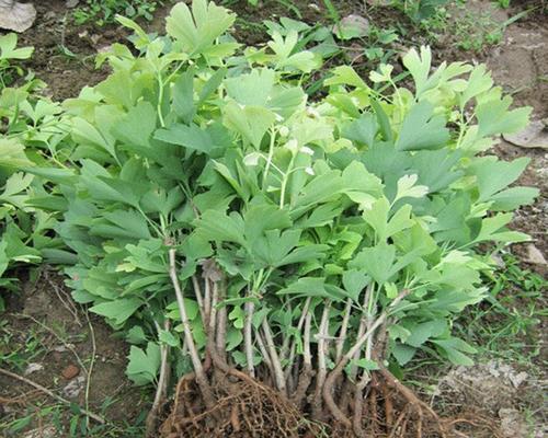 银杏树苗的种植方法（从选苗到成长全程指南，助您成功种植一棵茁壮的银杏树）