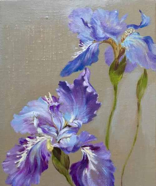 鸢尾花品种大全（探究不同鸢尾花的特点与魅力）