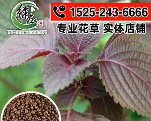 如何种植紫苏种子？（从选种到收获，详解紫苏种子的全过程）