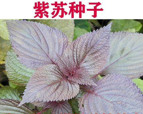 如何种植紫苏种子？（从选种到收获，详解紫苏种子的全过程）