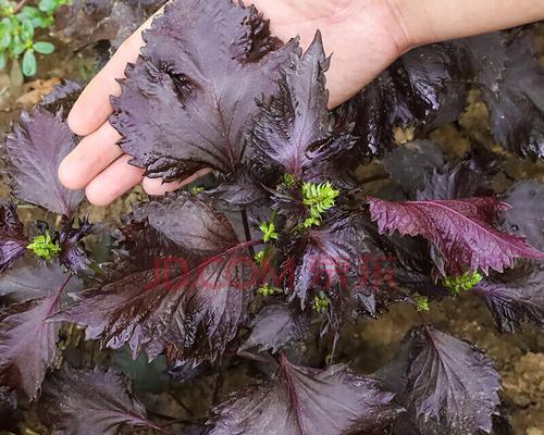 如何种植紫苏种子？（从选种到收获，详解紫苏种子的全过程）