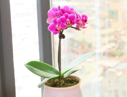 蝴蝶兰——雅致高贵的花卉(探秘蝴蝶兰的独特之处与魅力)