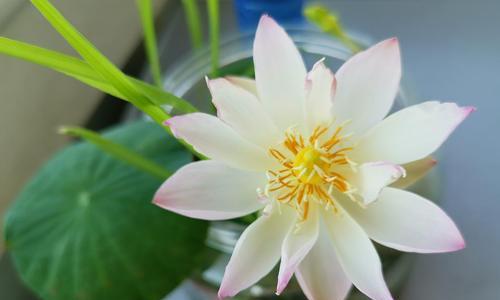 碗莲开花时间及花期管理（掌握碗莲开花时间，让花期更长久）