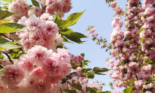 如何成功栽培樱花树（了解樱花树的栽培方法，让您轻松拥有美丽花园）