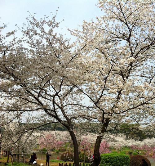 如何成功栽培樱花树（了解樱花树的栽培方法，让您轻松拥有美丽花园）