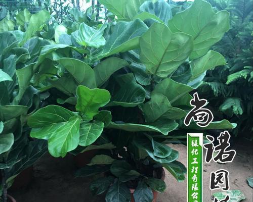 琴叶榕的养殖方法（打造美丽家园，从琴叶榕开始）