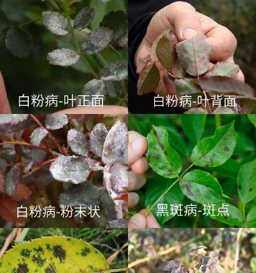 荷苞牡丹的蚧壳虫害防治（保护花卉生长的有效方法）