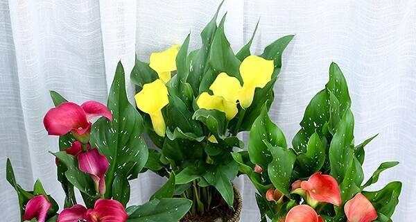 彩色马蹄莲的种植与养护（打造多彩水上景观，用心呵护彩色马蹄莲）