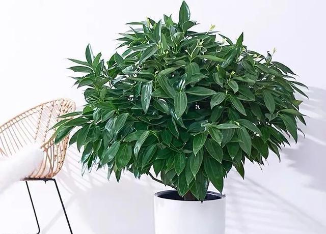 如何养护健康的平安树（平安树养护小技巧，让你的树茁壮成长）