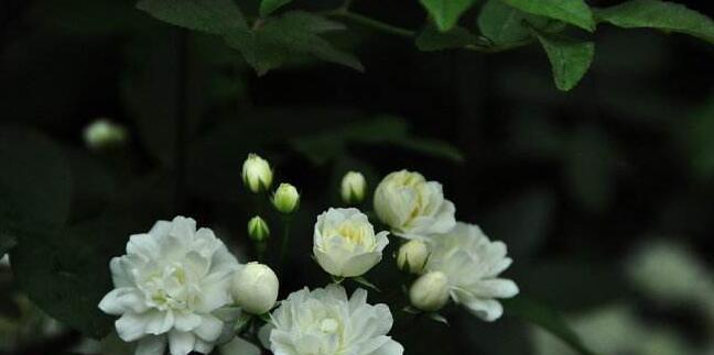 七里香花语（揭示七里香花语的深层内涵与寓意）