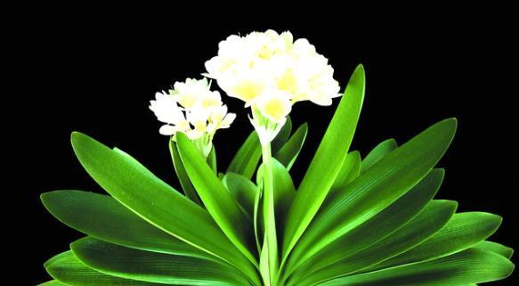 千代兰的花语与寓意（千代兰花的祝福与象征）