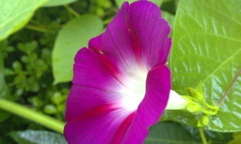 牵牛花的美丽与寓意（花园中绽放的绚丽之花）
