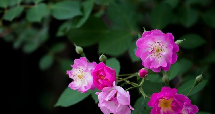 蔷薇花的寓意与象征意义（探究蔷薇花的浪漫、美丽和坚韧的主题）