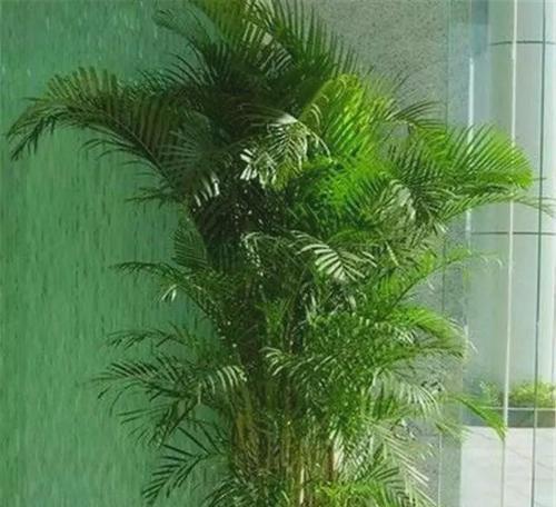以散尾葵的寓意与风水（探索散尾葵在风水中的奥秘）