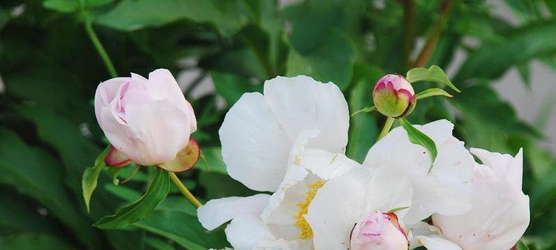 芍药花的寓意与美丽（唤醒内心深处的坚韧与宁静）