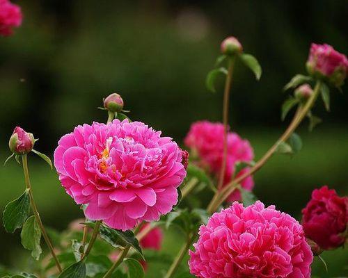 芍药花的花语与意义（探寻芍药花的神秘象征）