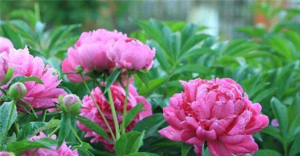 芍药花语揭示的意义（解析芍药花语及其象征的内涵）