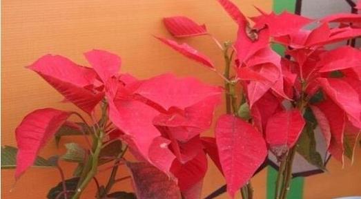 圣诞花花语的深意（揭秘圣诞花花语的神秘力量）