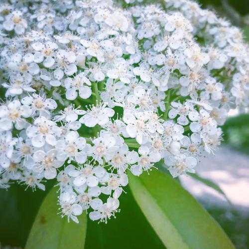 石楠花的花语——爱与坚韧的象征（探寻石楠花背后的深意）