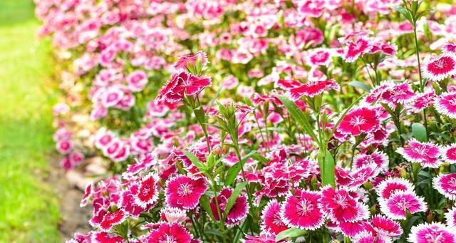 石竹花（探寻石竹花的寓意与象征）