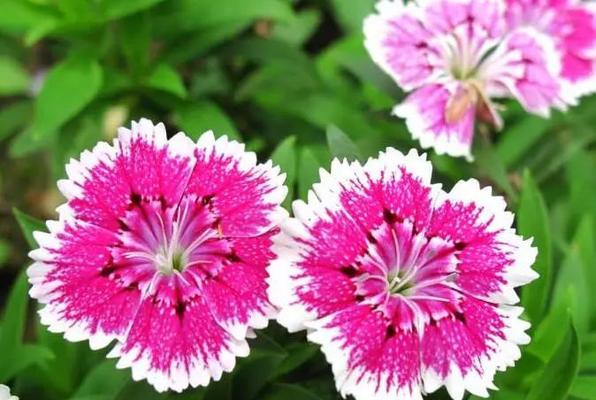 石竹花的花语与寓意（揭示石竹花的隐藏信息，给你带来惊喜）