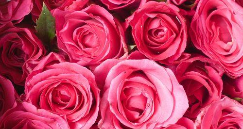 送老师的花与花语（表达感激之情的选择，赠送老师的鲜花及其花语解读）