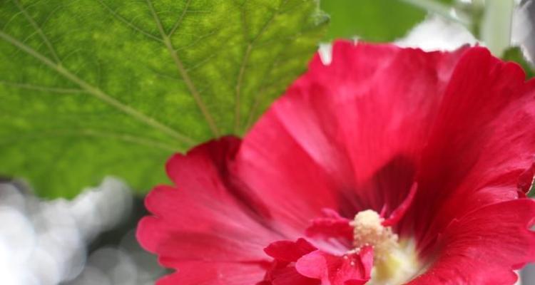 蜀葵花语与象征意义（揭开蜀葵花背后的秘密，探寻其象征的内涵）