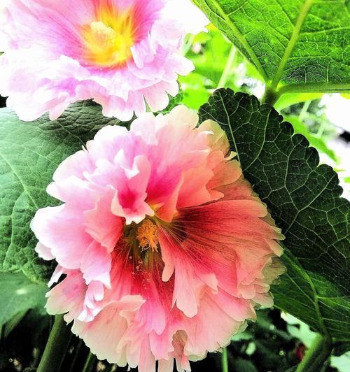 蜀葵花语与象征意义（揭开蜀葵花背后的秘密，探寻其象征的内涵）