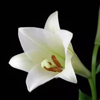 水百合的花语（美丽的象征与深沉的情感）