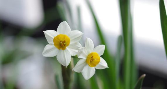 水仙花语（探索水仙花的隐含意义，带你进入花海的奇幻世界）