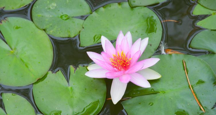 睡莲的花语与美丽的寓意（解读睡莲的花语，感悟生命的无尽可能）