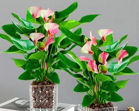 室内养的植物盆栽有哪些（盘点四种好养的花卉）