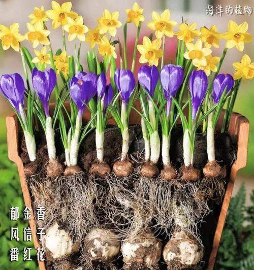 枸杞树怎么种植方法（枸杞树种植技术与管理）