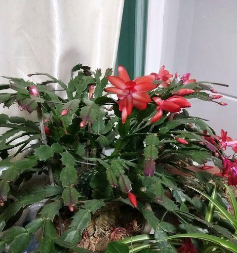 蟹爪兰怎么养才能开花（蟹爪兰的栽培与管理）