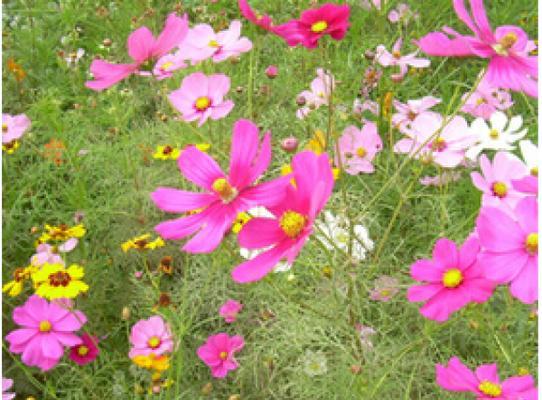 波斯菊花种子怎么种植（波斯菊种植方法和时间）