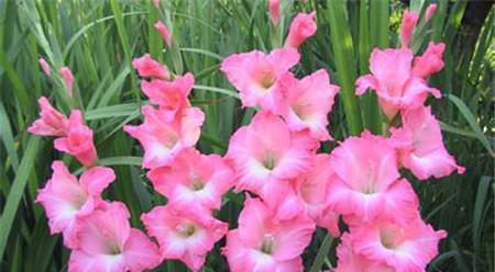 唐菖蒲种球种植时间（了解唐菖蒲的种植时机）