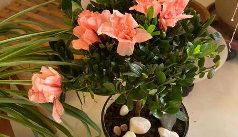 杜鹃花用什么土栽培好（杜鹃花土培养殖方法）