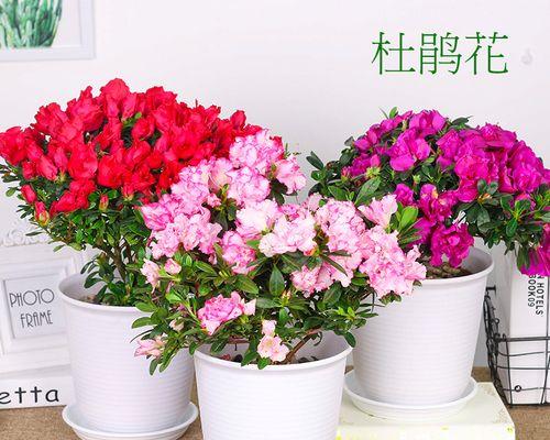 杜鹃花用什么土栽培好（杜鹃花土培养殖方法）